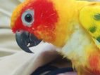 Tame Sun Conure