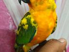 Tame Sunconure & Lovebirds