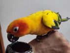 Tame sunconure