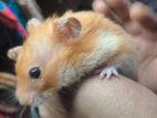 Tame Syrian Male Hamster with aquariam