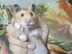 Tame Syriyan Male Hamster