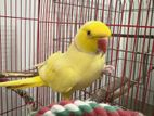 Tame Yellow Parrot