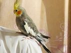 Tamed Adult Grey Cockatiel (4 Time Breeding Male)