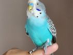 Tamed Budgies for sell