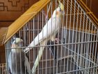 Tamed Cockatiel bird