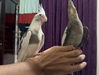 Tamed Cockatiel