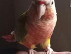 Tamed double red factor pinnaple conure bird