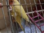 Tamed Love bird for sell