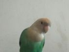 Tamed Non Ring Love Bird