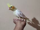 Tamed Red Eye Pearl Cocktail baby