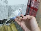 Tamed self feed budgies For Sell