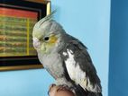 Tamed Size Cockatiel