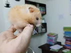Tamed Syrian Hamster for sell