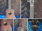 Tanglewood Guitar Company Tiare