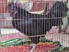 Tarki O Kadaknath Murgi Sell Post