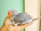 Tarquse grey ringneck baby