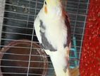 Team Cockatiel Bird Sell