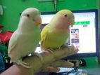 team love bird
