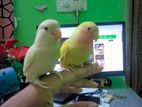 Team love bird sell