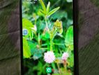 Tecno Spark 20 Pro (Used)