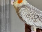 Tem Cockatiel