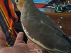 Tame Cockatiel for sale