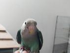 Tame Love Bird