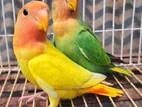 Tem Love Bird