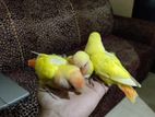 Tem Love bird