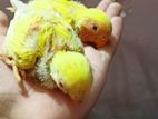 Tem size lovebirds baby for sale