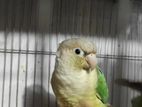 Terquisen Conure Running Female