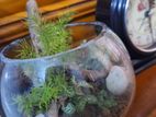 terrarium for sale