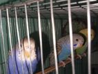 Bagigar Bird sell