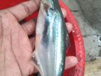 থাই পাংগাশ, চাপের পোনা অরিজিনাল