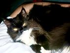 Cat for sell