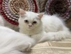 These beautiful pair of Persian kittens are for sale