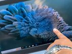 Thinkpad 6th Gen Core i5 8GB 256GB Touch Screen Display.