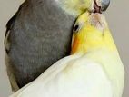 This Cute Pair Of Cockatiels (Normal Grey And Lutino) 🦜