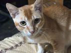 This Pair Of Cat Is up For Adoption