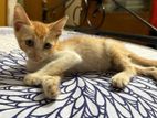 Three Deshi Cat