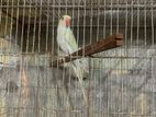 tia Pakhi ringneck parrot blue