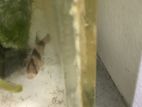 Tiger Barb Fish Pair For Sale