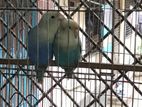 Love Birds for sell