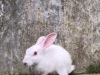 Rabbit for sell