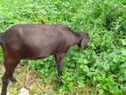 তিনভালো জাতের ছাগল পাটি