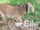তিনটি ভালো জাতের পাটি বিএি করব
