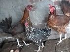 তিনটি ডিম পাড়া মুরগি বিক্রি করা হবে