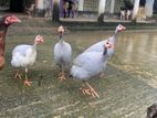তিতির মুরুগ