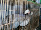 Titthi chicken pair for sale