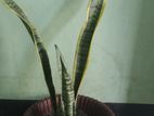 Snake Plant